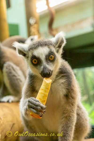 Lemur meet and feed at Bristol Zoo