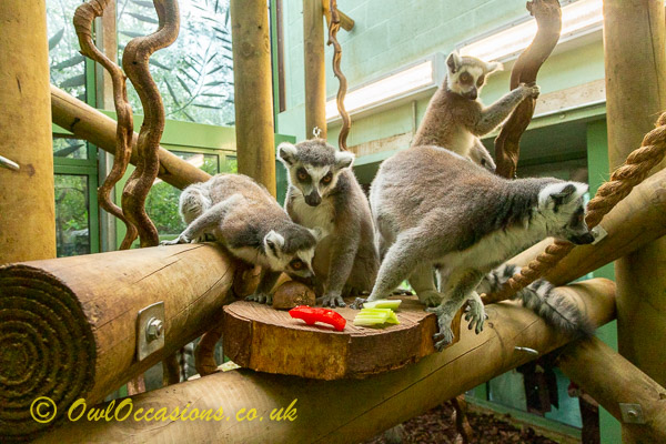 Lemur meet and feed at Bristol Zoo