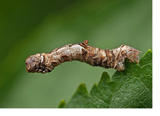 A selection of garden insect photography