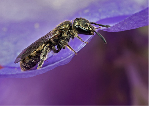 Butterflies, Bronze Bees and Big Hoverflies