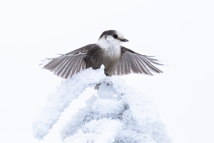 Canada Jays: the real early birds