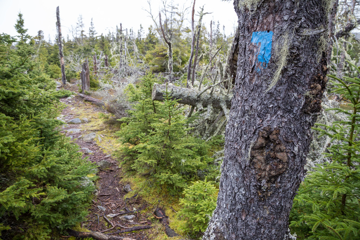 Guide to Hiking and Camping Isle Au Haut Acadia National Park