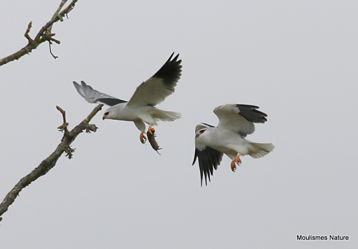 Black-winged Kite (Elanus caeruleus) – A Local Invasion, October 2021 Black-winged Kite (Elanus caeruleus) – A Local Invasion, October 2021