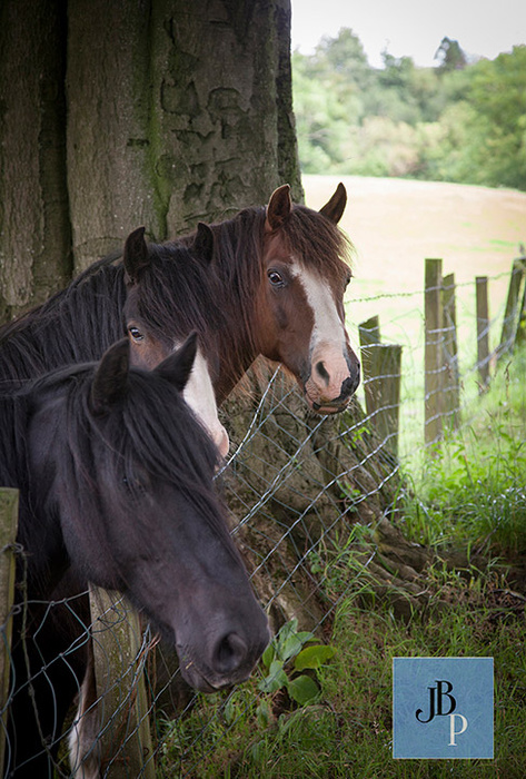 central scotland horse photographer-1>