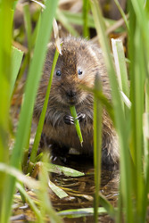 Water Voles of the Cromford Canal