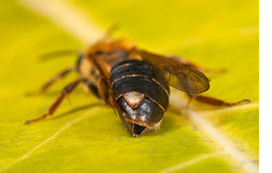 Andrena caratonica with Stylops Parasite