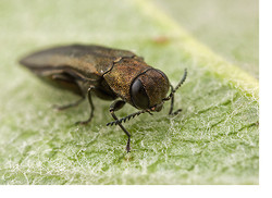 Unexpected Find - A Tiny Jewel Beetle