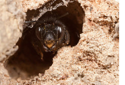Anthophora start nesting