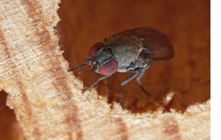 Loitering with intent. Parasitic fly at my Bee Hotel.