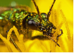 A Fat-legged Beetle - Oedemera nobilis