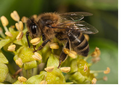 Flowering Ivy - An Insect Bonanza
