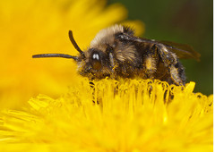 Melecta albifrons - a Cuckoo Bee