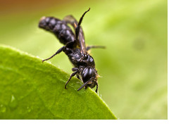 Little Black Solitary Bee