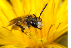 Andrena chrysosceles