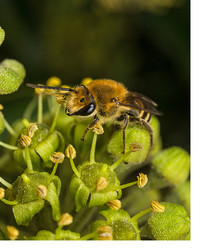 Ivy Bee moves into Warwickshire