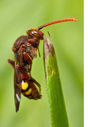 The Early Bird Catches the Cuckoo (Bee)
