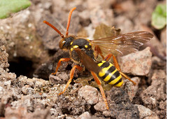 Lots of Nomada Cuckoo Bees