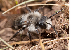 The Ashy Mining Bee - Andrena cineraria