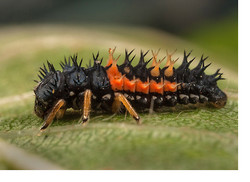 How a Harlequin Ladybird got its Spots