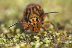 It's Springtail Season Again!