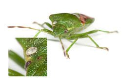 Juniper Shieldbug