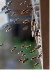 Grow Your Own Bees!