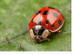 Harlequin in my Garden