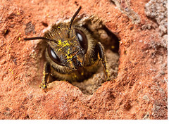 Osmia leaiana - a small Mason Bee