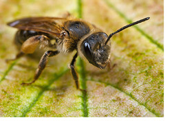 Bees in the Churchyard