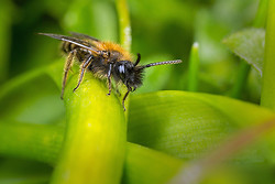 Garden Bee Update