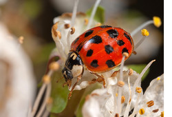 A Harlequin Ladybird
