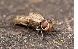 Flies that parasitise Mining Bees