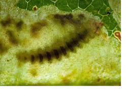The Tiny Pest Disfiguring our Horse Chestnut Trees