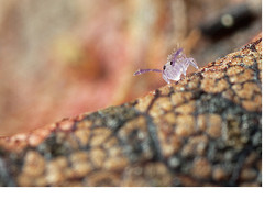 Life Amongst the Leaf Litter