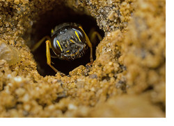 An nesting aggregation of Mellinus arvensis Wasps