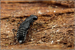 Focus Stacking to extend Depth of Field (DoF)