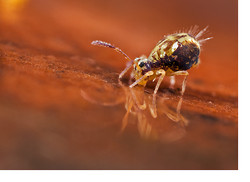 Highly-commended in the British Wildlife Photography Awards!