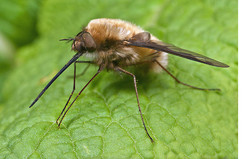 Bees, Flies & Bee-flies - The Bee-fly, Bombylius major
