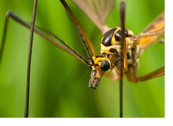 Photographing Crane Flies - A Dilemma