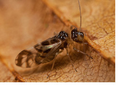 More Leaf-Litter Lurkers