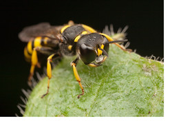 Fly's Enemy - a Fearsome Digger Wasp