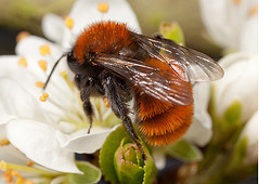 Tawny Mining Bee - Andrena fulva