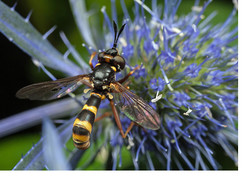 Conops quadrifasciatus and Gasteruption jaculator