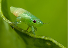 The Common Froghopper (Spittlebug)