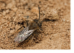 My First Solitary Bees of 2013!