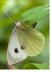 A Couple of Garden Butterflies