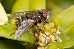 A tachinid fly - Gonia picea