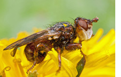 Myopa - a Thick-Headed Fly
