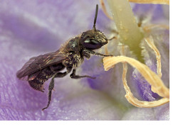 The Harebell Carpenter Bee - Chelostoma campanularum