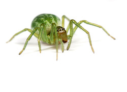 Scarce Spiders and Ultra-small Springtails